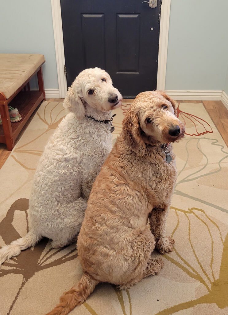 two golden doodle dogs